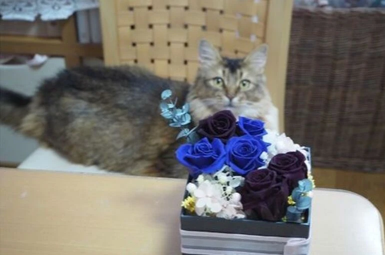 ブログ}