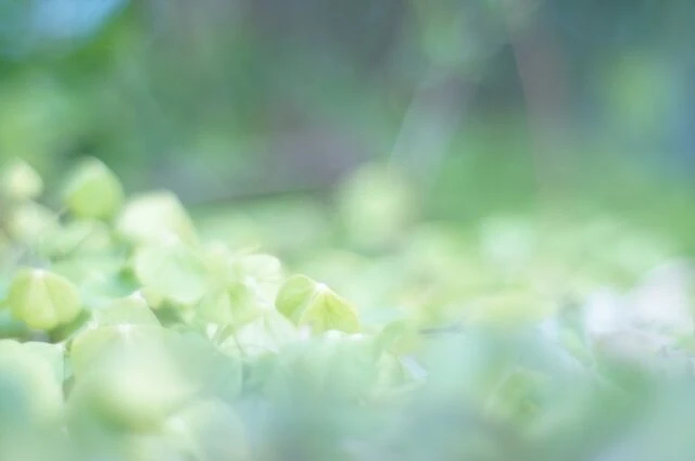 grass.jp